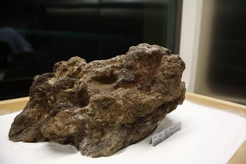 撿石者的意外驚喜 木雕刻品，價值連城的自然饋贈